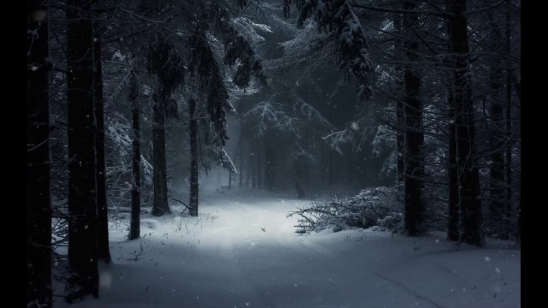 Dark winter forest