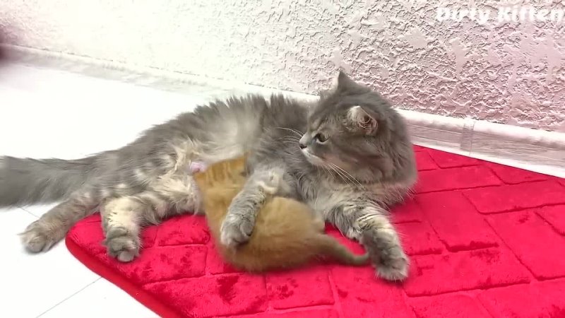 Patient cat mom Joanna watches her kittens play and feeds her foster 