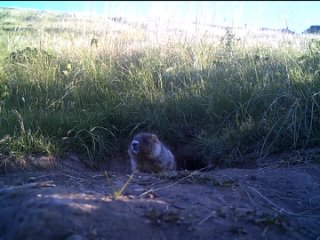 Для сельского хозяйства байбак🐾 практически безвреден