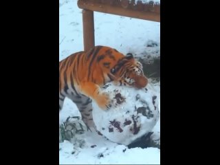 Тигр слепил снежный шар