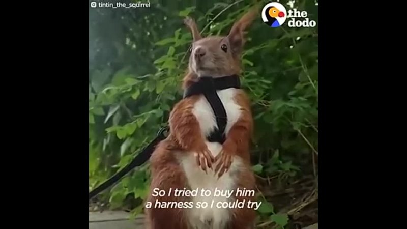 Un petit écureuil adopté
