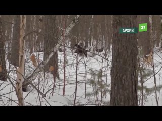 Video by Агентство чрезвычайных новостей Челябинск