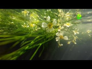 Тайны полевых цветов - По течению | 3 серия из 6 | 2018 | TVRip