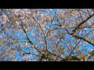 2016 Cherry Blossoms University of Washington - (1 Hour) 4K UHD Video + Relaxing Music