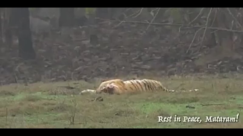 This is the last video of famous tigress of Pench-Collarwali from India. She was cremated with full honour, a mother to 29 cubs.