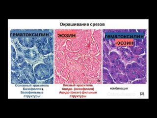 Гистологические методы. Виды красителей. Окрашивание гематоксилин-эозин.