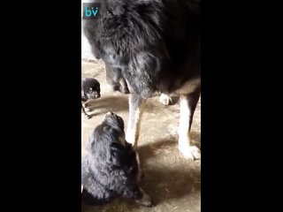 Собака учит своего щенка манерам по отношению к хозяину