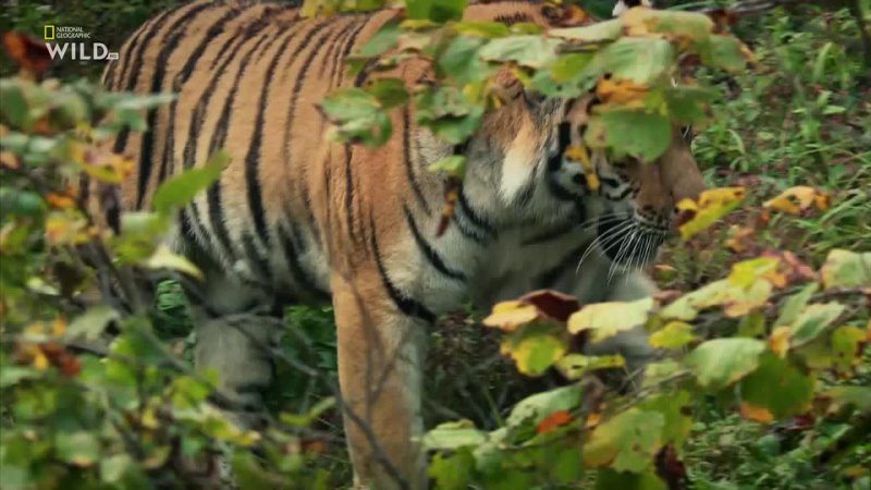 Nat Geo Wild - Дикие тигры России - Russias Wild Tiger