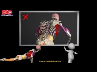 How to do a Proper Push Up_ Watch the muscles in 3D & learn to avoid a common mistake. (720p).mp4