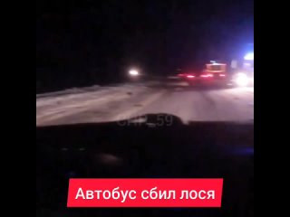 Не доезжая кольца на березники Пермь Губаха. Автобус сбил лося и улетел в кювет.