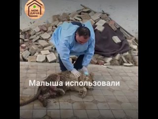 Измученного львёнка спасают в Челябинске. Поступок добрых людей!