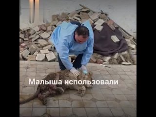 Измученного львёнка спасают в Челябинске