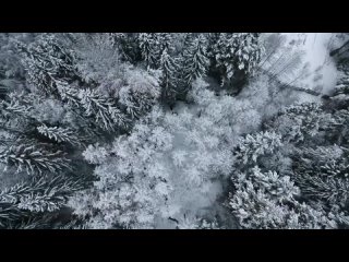 Последний приют