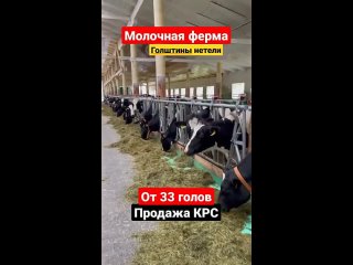 Молочная ферма породы Голштин  #продажакрс #голштин #фермер #агро #агробизнес #крс