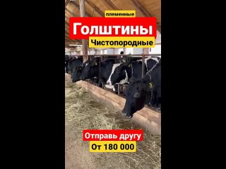 Чистопородные Голштины оптом продажа КРС  #продажакрс #голштин #молоко #мсх #фермер