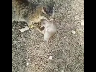 Кошка оказалась быстрее мышки