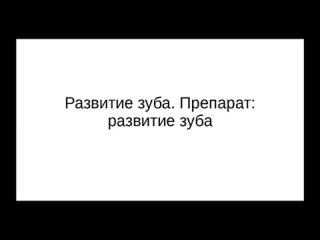 Развитие зуба (кратко). Препарат Развитие зуба. Окрашивание гематоксилин-эозин.