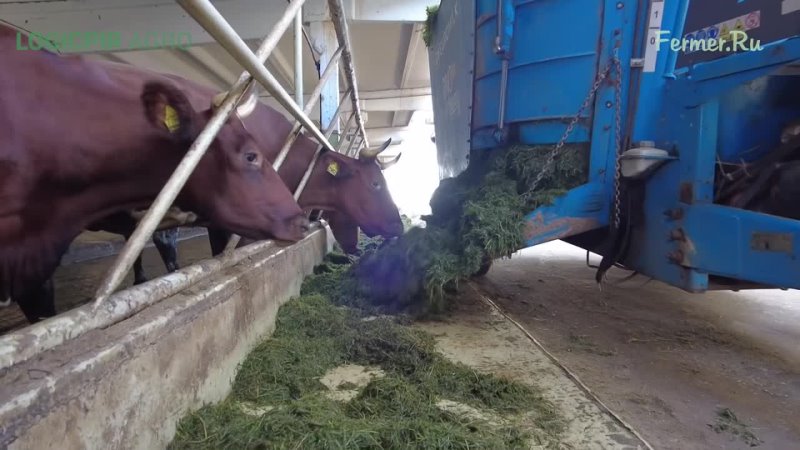 Беспривязное содержания коров Айрширской породы. Молочные