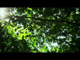 Амазонка_ плавающий лес _ Неизведанные острова _ Discovery Channel