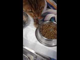 Vídeo de Тысячи кошек и их Оля (Кошки в поисках дома СПб)