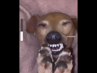 Любимый пес Фунтик сладко спит