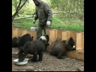 Адаптация для медвежат (Пажетнов Вася)