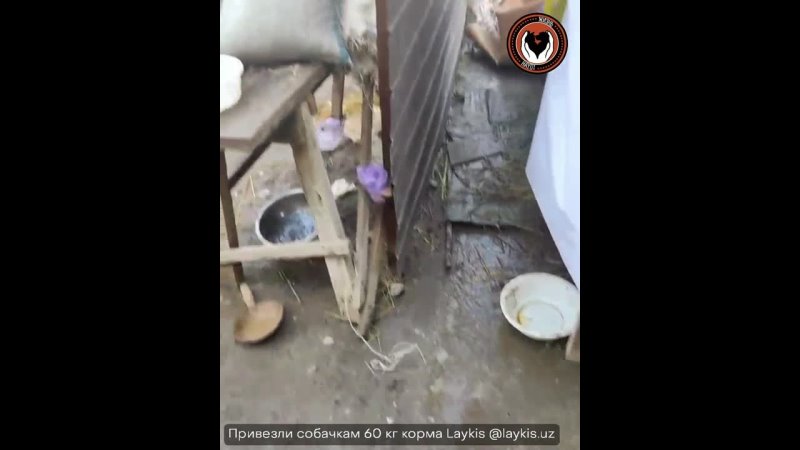 Видео от Хаёт Приют для бездомных собак в Ташкенте