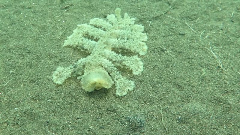 Predator Seaslug!!!