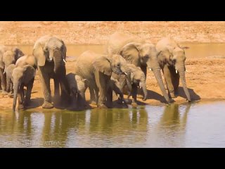 African Safari 4K - Scenic Wildlife Film With African Music