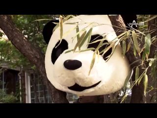 Нападение панд (Панда и Ёжик - Корея, 2012)