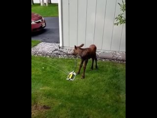 Baby moose taking a shower