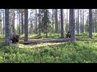 Медвежьи разборки на севере Карелии