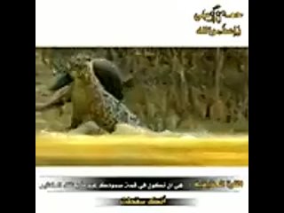 فهد يفترس تمساح__هيبه الفهد__ستوري تسجيل دخول فخم __ستوريات أنستا ح ( 144 X 144 ).mp4