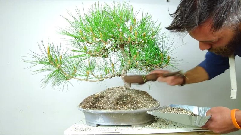 Working on a Japanese black pine bonsai ( Pinus thunbergii) Arkefthos