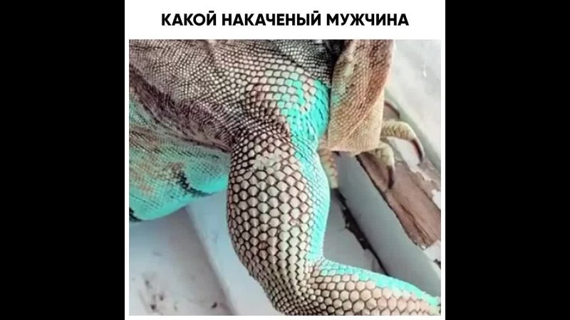 КАКОЙ НАКАЧЕННЫЙ