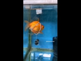 У этой рыбки хозяин настоящий инжeнeр! 👍️  Из за появлeниe воздушного мeшка, рыбка должна была плавать ввeрх ногами,... (видео)