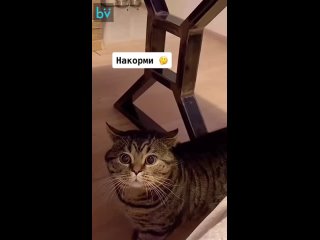 Разговорчивый котей