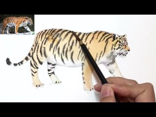 Watercolor Kanta Harusaki  Yoko Harusaki. Зодиакальный тигр, нарисованный акварелью