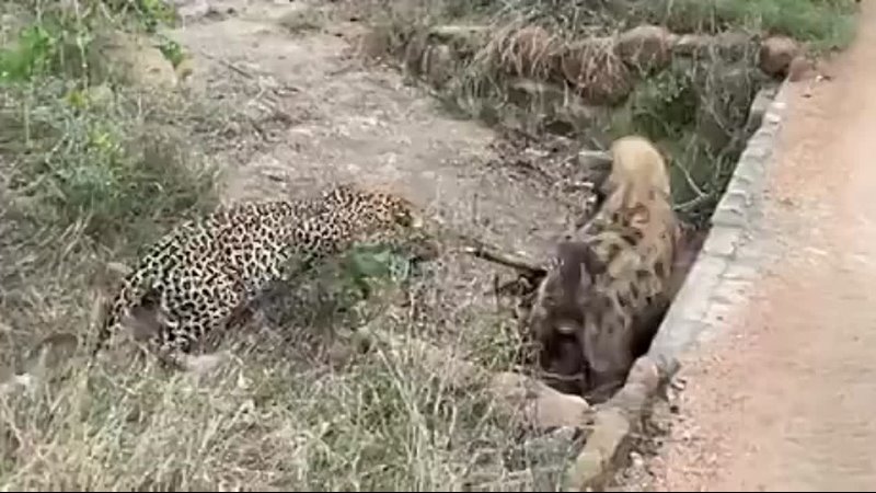 Leopard and Hyena have a tug of war.