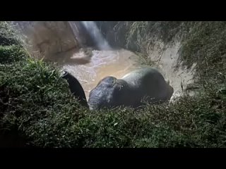 Elephant rescued from a ditch by Forest department, Midnapore, West Bengal, India.