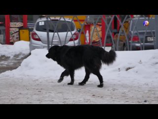 Выкса-МЕДИА: Собачья жизнь