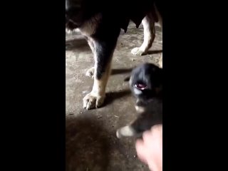 Собака учит манерам своего щенка