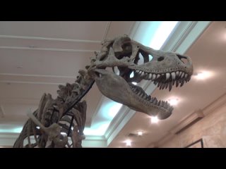 О динозаврах с Музеем естественной истории Татарстана