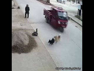 Собака спасла подругу