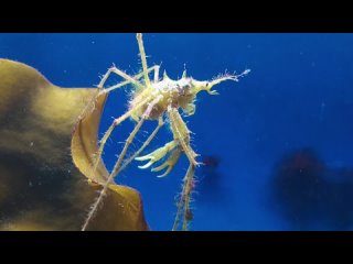 Длинноногий японский краб-паук откладывает свое потомство в воду, извергая его из своей плоти
