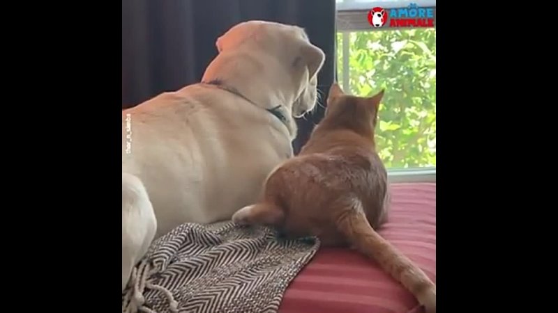 Labrador sable et chat caramel
