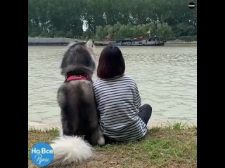 Собачки