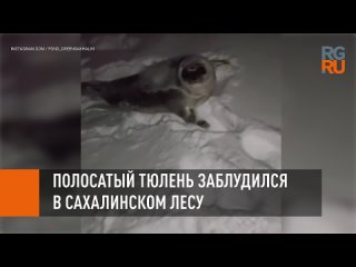 Полосатый тюлень заблудился в сахалинском лесу