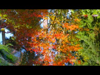 Japanese Garden 4K resolution - 1 hour  - Nature Sound for Relaxation - Autumn
