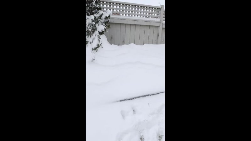 Прячется Снежок в снежке Видео от Самоеды Петербурга Карелии